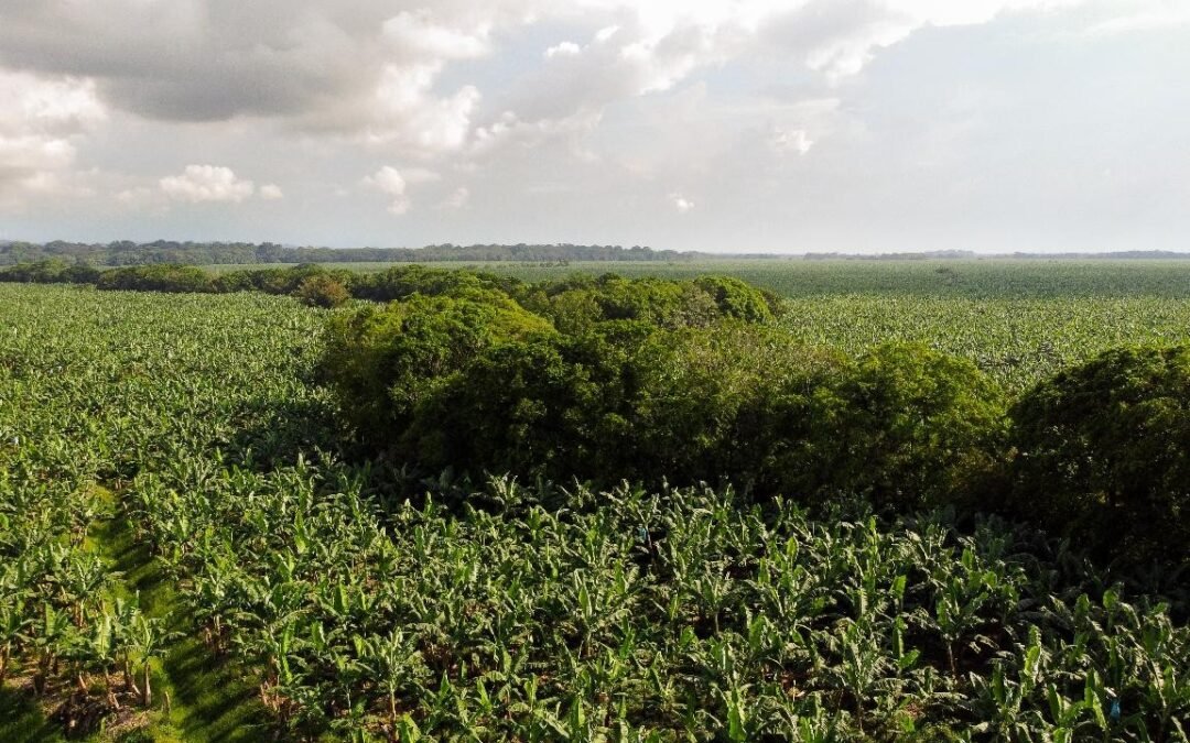 La sostenibilidad: una prioridad para los productores bananeros en Colombia