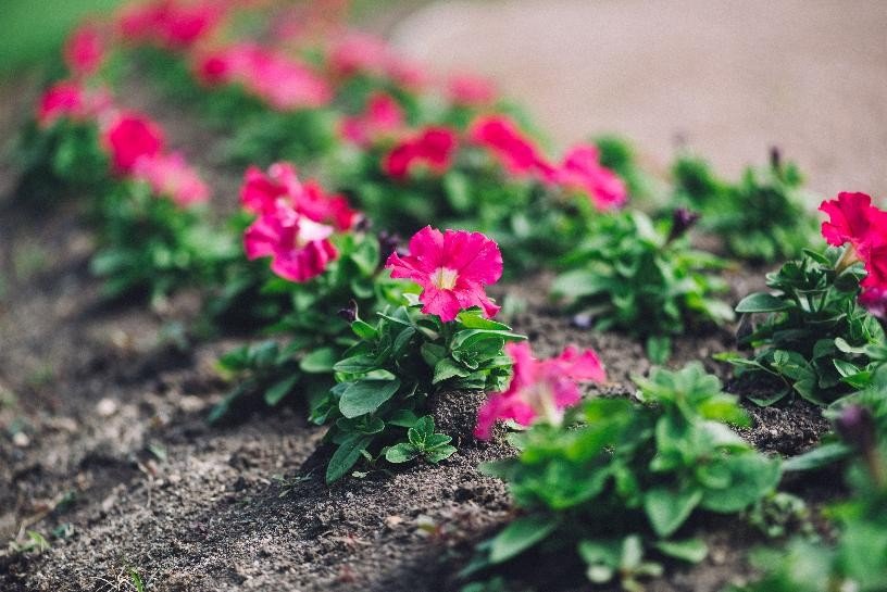 La floricultura colombiana incorpora prácticas de agricultura regenerativa para fortalecer la competitividad exportadora