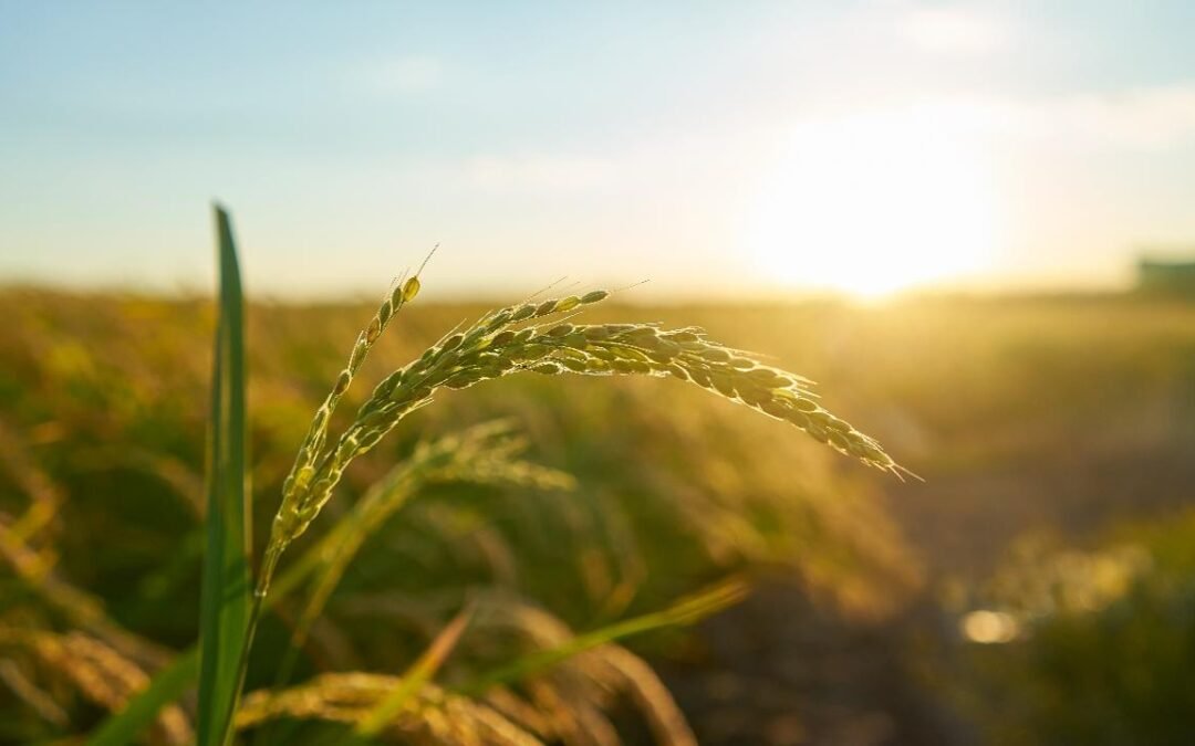 Innovación agrícola: la clave para que Colombia convierta el maíz en motor de desarrollo